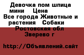 Девочка пом шпица мини  › Цена ­ 30 000 - Все города Животные и растения » Собаки   . Ростовская обл.,Зверево г.